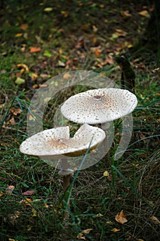 Two caps of the edible parasol mushroom (Macrolepiota procera)