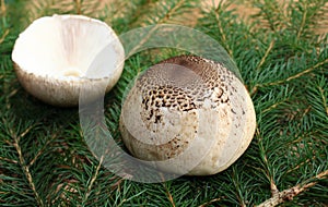 Two caps of a parasol mushroom