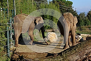 Two captive elephants inside the Pistoia Zoo Tuscany