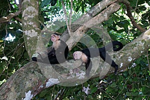 Two capuchin monkeys resting on the tree branch