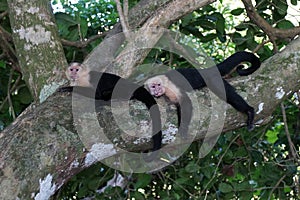Two capuchin monkeys resting on the tree trunk