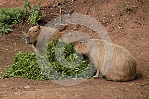 Two capybaras