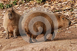 Two capybaras