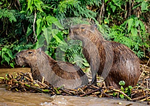 Two capybaras in the grass by the river. Close-up.