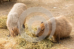 Two capybaras grazing peacefully on hay in a natural setting