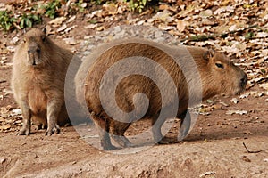 Two capybaras photo