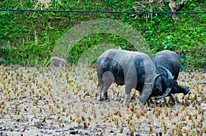 Two Carabao Buffalos Fighting in the Mud on a
