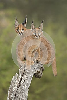 Two Caracals (Felis caracal) sitting on tree stump South Africa photo