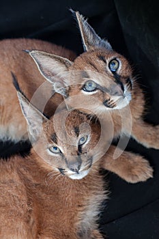 Two caracals lounging photo