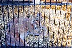 Two caracals on vacation in cage photo