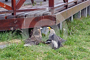 Two Caracaras fighting in Torres del Pain park