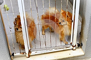 Two caramel colored German Dwarf Spitz trapped in the playpen photo