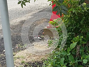 Cardinal birds in the ground photo