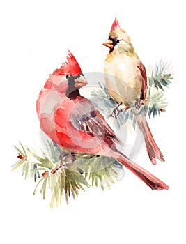 Two Cardinals Birds Male and Female Watercolor Christmas Illustration Hand Drawn Love Couple