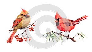 Two Cardinals Birds Male and Female Watercolor Illustration Set Hand Drawn Love Couple