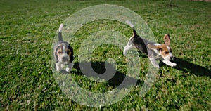 Two carefree beagle puppies running through the green grass