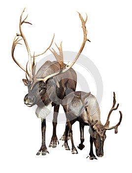 Two caribou