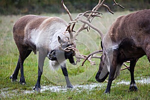 Two Caribous fighting in Alaska photo