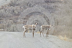 Two Caribous on the Road