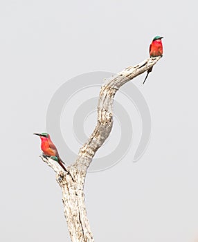 Two Carmine Bee eaters perched on a branch