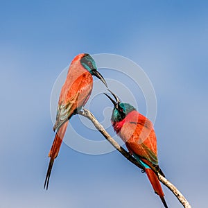 Two Carmine Bee-eaters are sitting on a branch against the blue sky. Africa. Uganda.