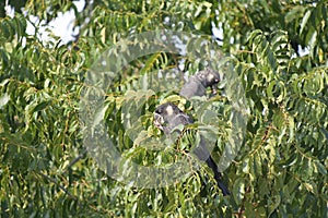 Two Carnaby`s black cockatoo eating seeds of western sheoak tree