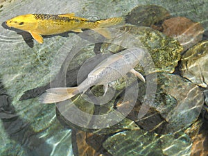 Two carp koi or Japanese carp.