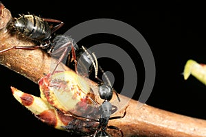 Two carpenter ants fighting