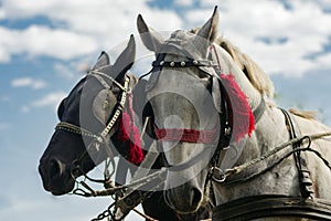 Two carriage horses