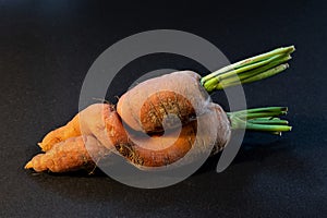 Two carrots against a black background are a freak of nature.The picture is well suited for backgrounds of desktops and screens