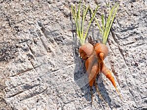 Two carrots Daucus carota joined together during their development fresh from the soil