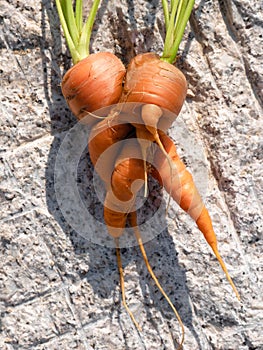 Two carrots Daucus carota joined together during their development fresh from the soil