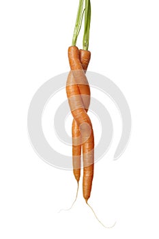 Two Carrots Entwined On White Background