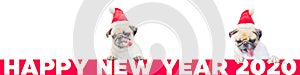 Two Cartoon Little Pug Dog in a red christmas hat with number 2020. Cute cartoon christmas animal dog. Christmas and New Year