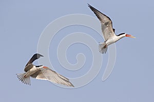 Two Caspian terns in blue sky photo