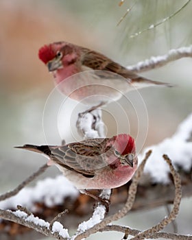 Two male Cassin`s Finch perched on branch in snow