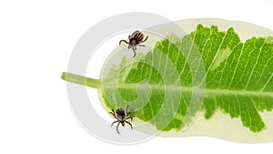 Two castor bean ticks on a green leaf. Ixodes ricinus