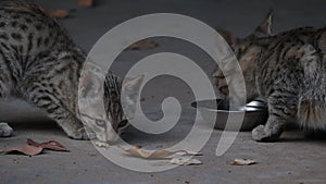 Two cat babes (kitten) eating food in bowl outside