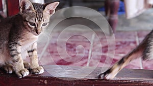 Two cat baby gray tabby adorable playing together , nature animal family on background