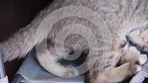 Two cat baby gray tabby adorable playing together , nature animal family on background