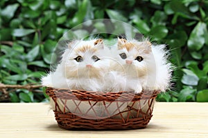 The two cat or kittens in the basket.