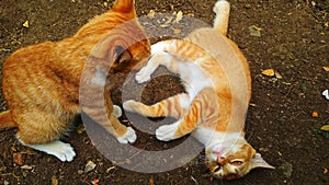 Two cat playing in the ground