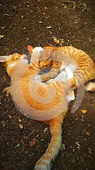 Two cat playing in the ground
