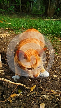 Yellow cat in the ground
