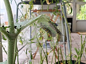 Two caterpillars being buddies hanging out on the underside of a leaf of a milkweed plant