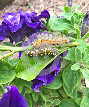 Two Caterpillars in garden