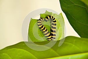 Two caterpillars in the shape of a heart on a leaf
