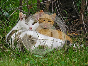 Two cats