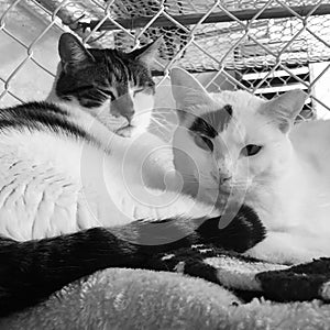 Two cats in animal shelter in black and white