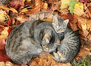 Two cats in autumn leave